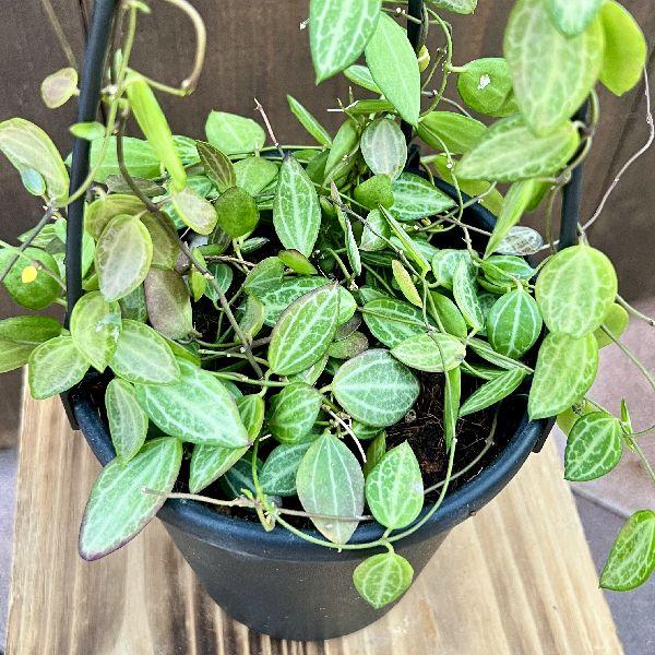 観葉植物：ディスキディア オバタ*吊り鉢 5号 Dischidia : 遊恵盆栽