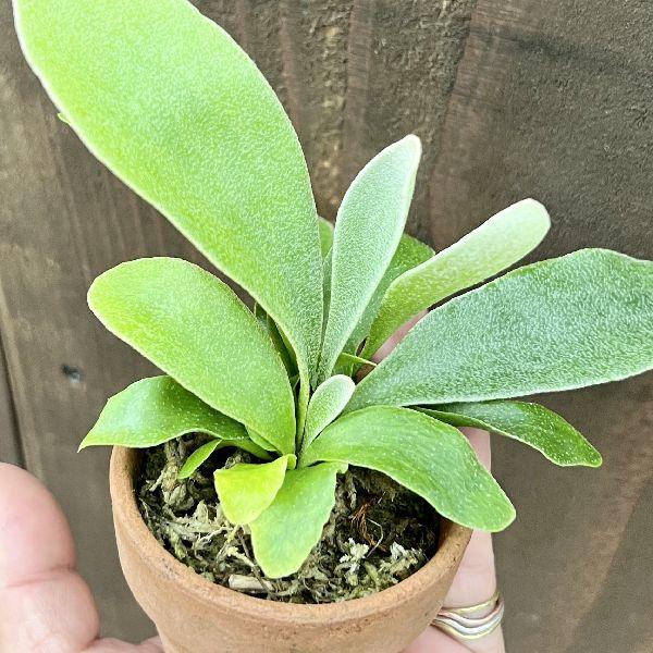 おしゃれ 観葉植物：ビカクシダ コウモリラン ネザーランド 素焼き鉢