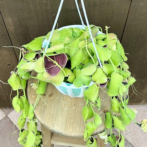 ディスキディア　インブリカータ　苗　多肉植物 ディスキディア インブリカータ 苗 多肉植物 【公式通販】