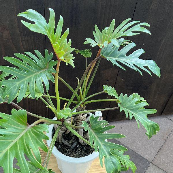 【クッカバラ】フィロデンドロン 　★観葉植物　KOO30 クッカバラ】フィロデンドロン ☆観葉植物 KOO30