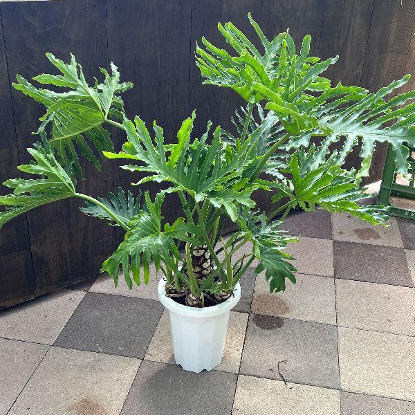 おしゃれ 観葉植物：フィロデンドロン セローム*8号プラポット 大型