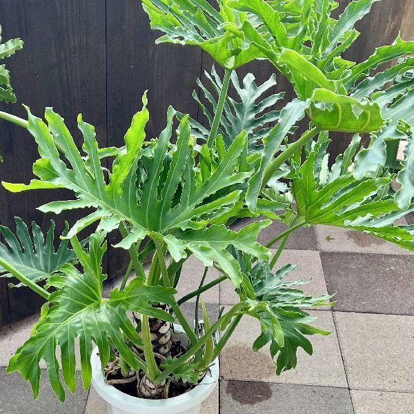 おしゃれ 観葉植物：フィロデンドロン セローム*8号プラポット 大型