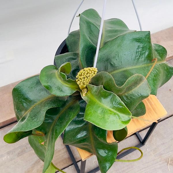 希少品種 観葉植物 食虫植物：ウツボカズラ ネペンテス ダイエリアナ