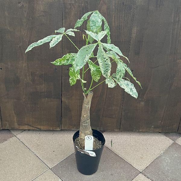 おしゃれ 観葉植物：斑入りパキラ ミルキーウェイ*プラポット 現品をお
