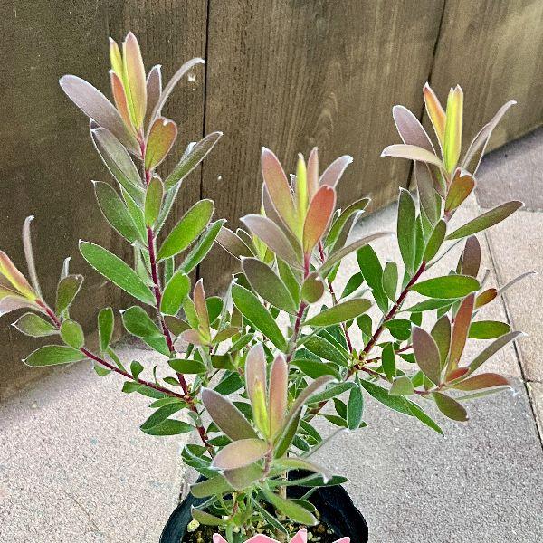 鉢花 観葉植物：リューカデンドロン レッドジェム*4.5号 リュウカ