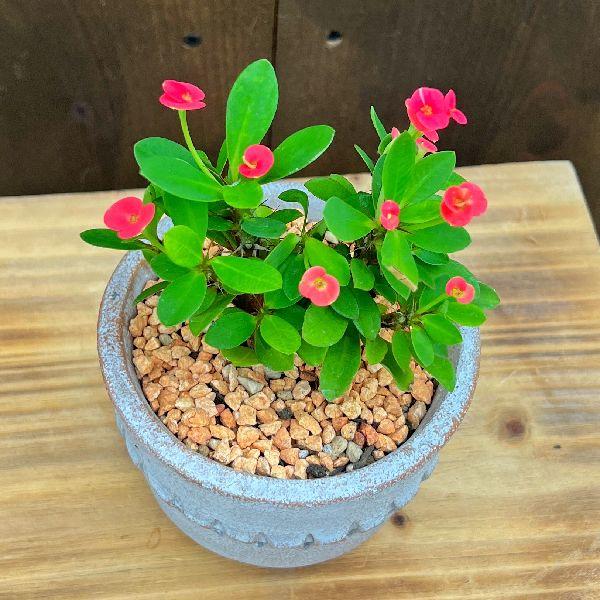 おしゃれ 観葉植物 多肉植物：とげなし花キリン 鉢植え*ユーフォルビア 