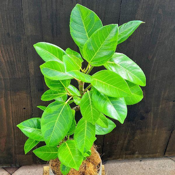 おしゃれ 観葉植物：フィカス アルテシーマ*鉢植え 受皿付 ココヤシ 