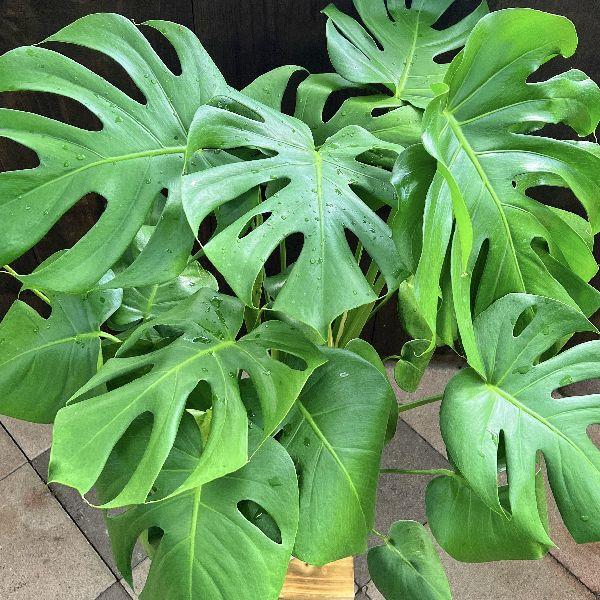 おしゃれ 観葉植物：モンステラ*7号 プラポット : 遊恵盆栽 Yahoo!店