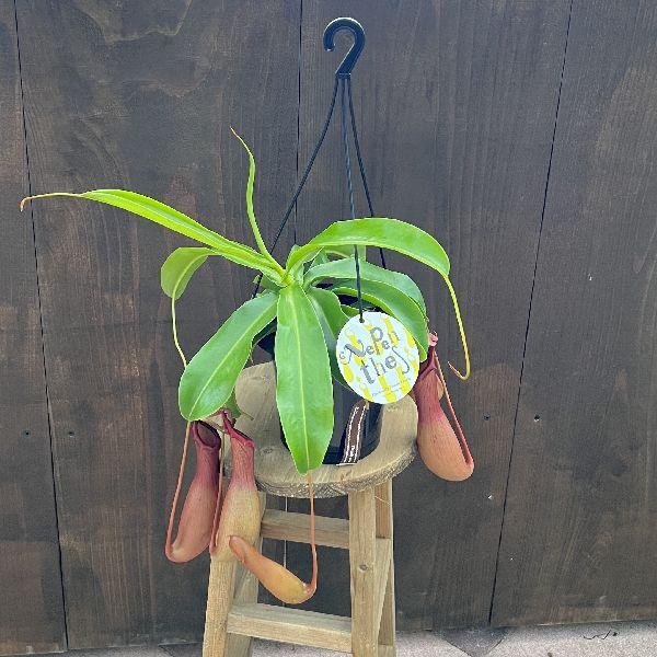 観葉植物 食虫植物：ウツボカズラ ネペンテス アラータ 吊り鉢*黒5号