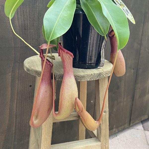 観葉植物 食虫植物：ウツボカズラ ネペンテス アラータ 吊り鉢*黒5号