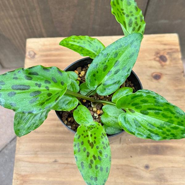 おしゃれ 観葉植物 球根植物：ドリミオプシス マクラータ*プラポット