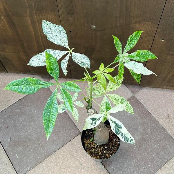 おしゃれ 観葉植物：斑入りパキラ ミルキーウェイ*プラポット 現品をお