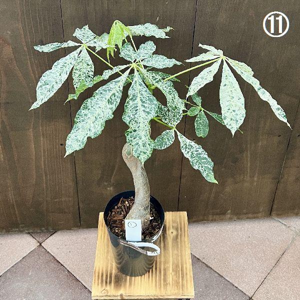 おしゃれ 観葉植物：斑入りパキラ ミルキーウェイ*プラポット 現品をお