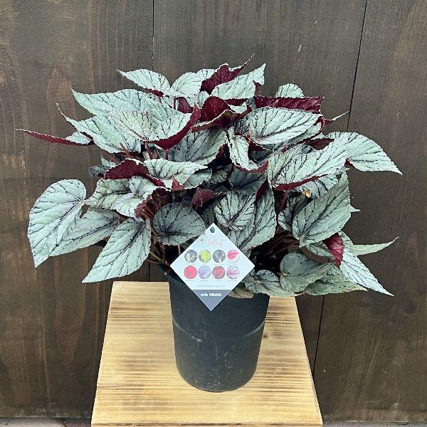 おしゃれ 観葉植物：レックス ベゴニア ビリーフ*Begonia rex 6号
