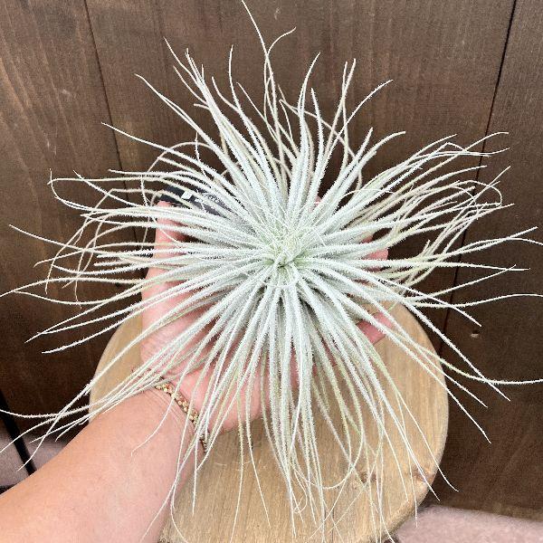 おしゃれ 観葉植物：チランジア エアープランツ テクトラムXXL* : 遊恵