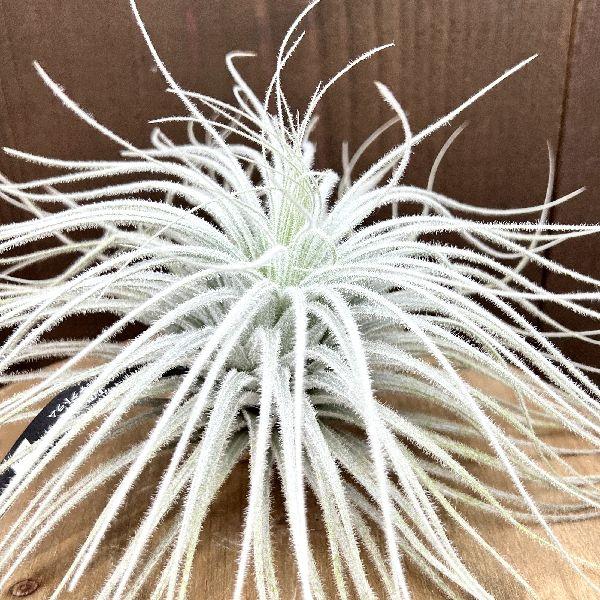 おしゃれ 観葉植物：チランジア エアープランツ テクトラムXXL* : 遊恵