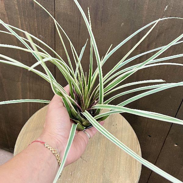 おしゃれ 観葉植物 エアープランツ：チランジア キアネア アルボ