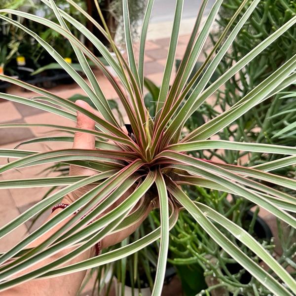 おしゃれ 観葉植物 エアープランツ：チランジア キアネア アルボ