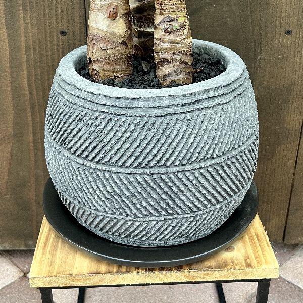 大型　観葉植物135cm クワズイモ おしゃれ 観葉植物：クワズイモ3本寄せ 鉢植え*受皿付 大型ヤマト便