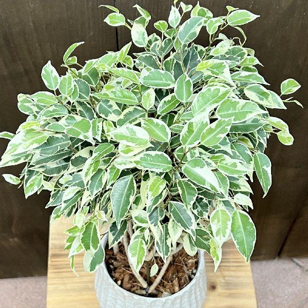 おしゃれ 観葉植物：フィカス ベンジャミン スターライト タワー鉢植え