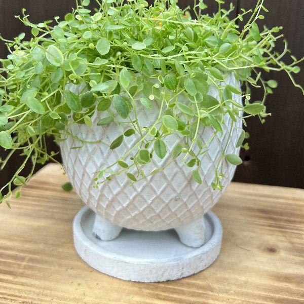 おしゃれ 観葉植物：ペペロミア ミイコ 鉢植え 受皿付*美依子 みいこ