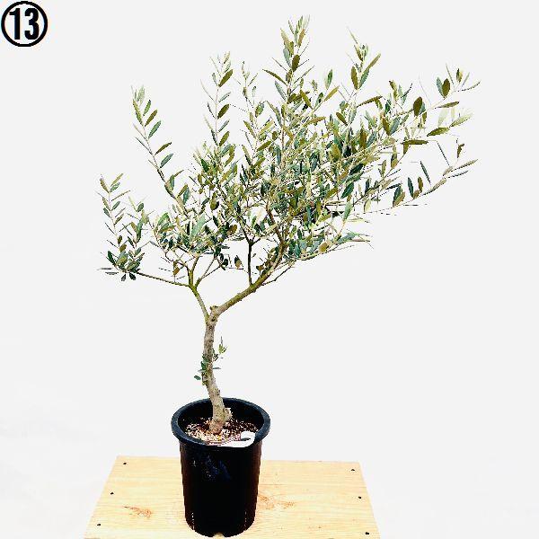 おしゃれ 観葉植物 選べる：オリーブの木 ミッション 7号*現品 SOUJU