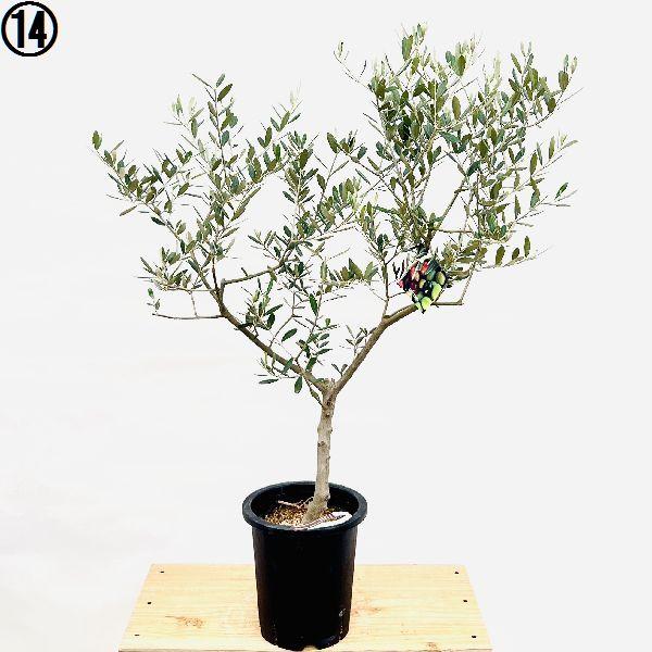 おしゃれ 観葉植物 選べる：オリーブの木 ミッション 7号*現品 SOUJU