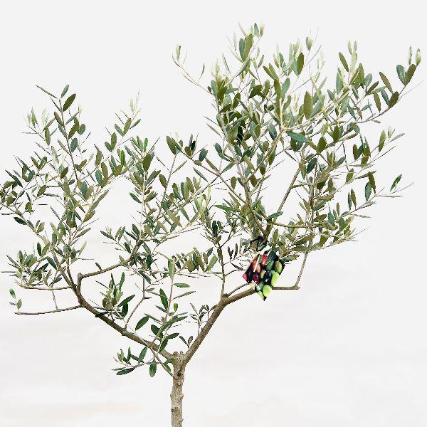 おしゃれ 観葉植物 選べる：オリーブの木 ミッション 7号*現品 SOUJU