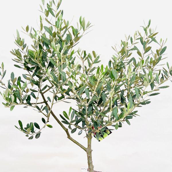 おしゃれ 観葉植物 選べる：オリーブの木 ミッション 7号*現品 SOUJU