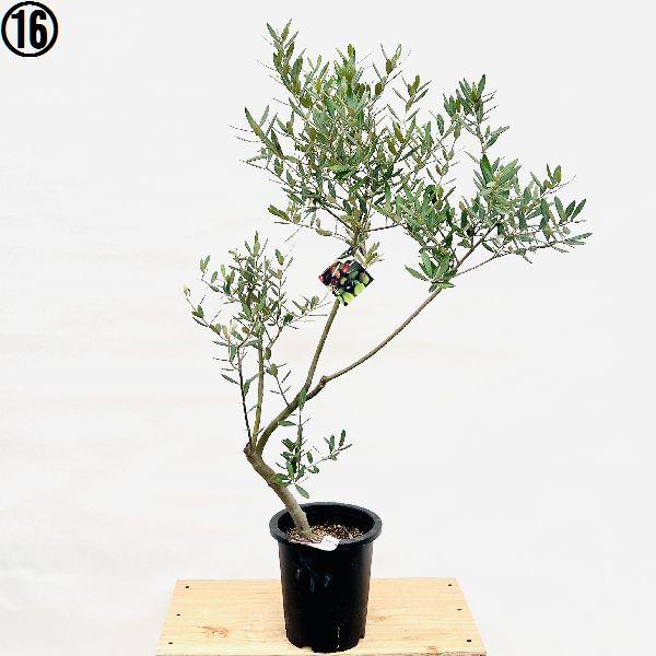 オリーブの木　植木　観葉植物 おしゃれ 観葉植物 選べる：オリーブの木 ミッション 7号*現品 SOUJU
