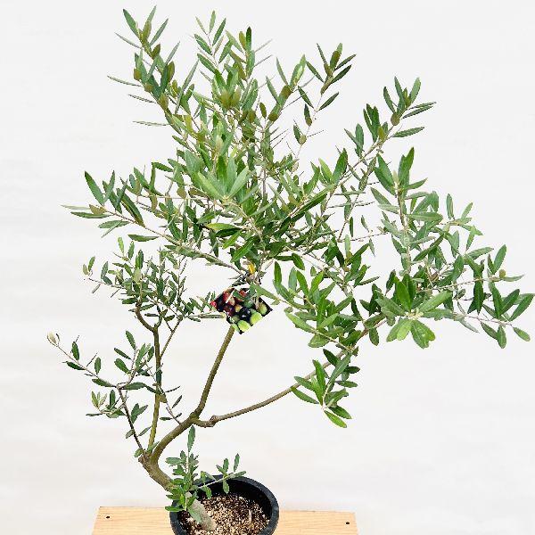 おしゃれ 観葉植物 選べる：オリーブの木 ミッション 7号*現品 SOUJU
