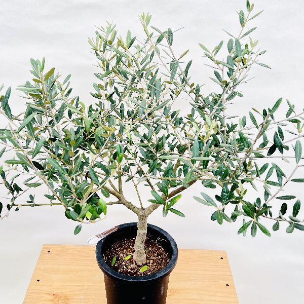 おしゃれ 観葉植物 選べる：オリーブの木 ミッション 7号*現品 SOUJU