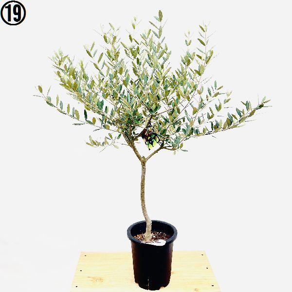 おしゃれ 観葉植物 選べる：オリーブの木 ミッション 7号*現品 SOUJU