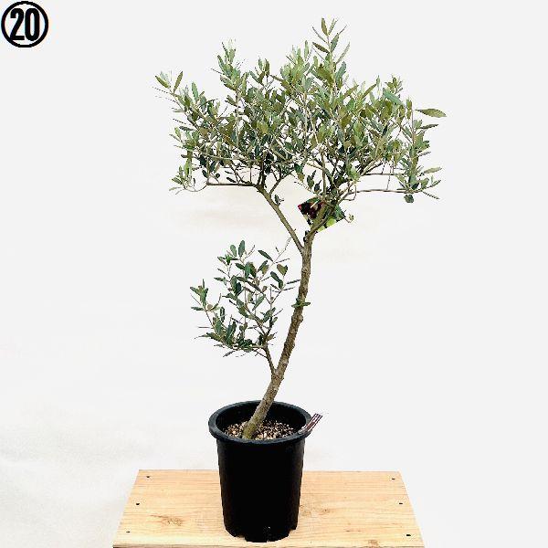 おしゃれ 観葉植物 選べる：オリーブの木 ミッション 7号*現品 SOUJU