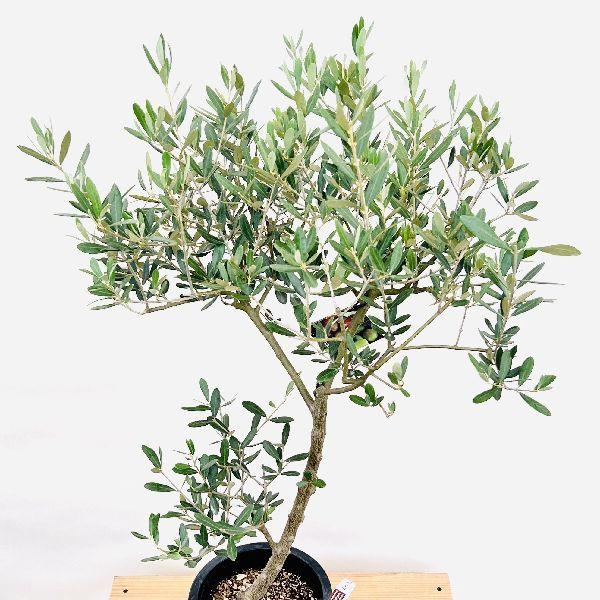 おしゃれ 観葉植物 選べる：オリーブの木 ミッション 7号*現品 SOUJU
