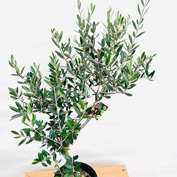 オリーブの木【SOUJU】ミッション 8寸美樹形 品質抜群！ シンボルツリーにも 送料無料】【souju 】香川県産オリーブの木 オリーミー 8寸鉢