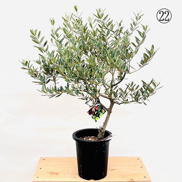 オリーブ　創樹　souju　ミッション　7号鉢つき 幹太❗　⑧ おしゃれ 観葉植物 選べる：オリーブの木 ミッション 7号*現品 SOUJU