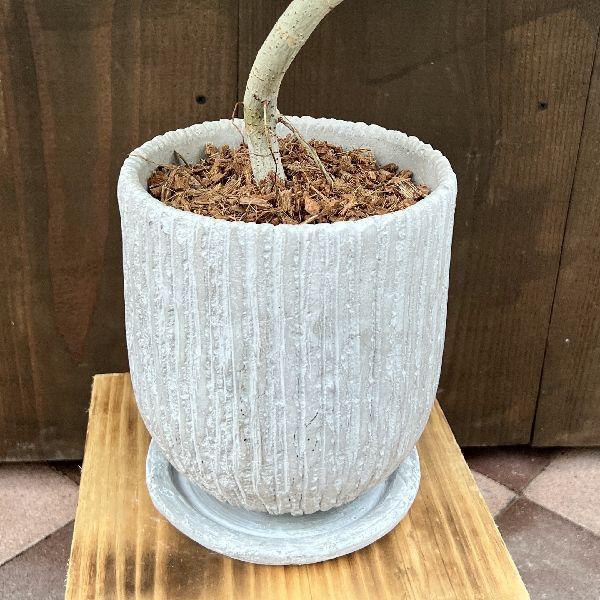 フィカス　ウンベラータ　曲がり　鉢皿付き おしゃれ 観葉植物：フィカス ウンベラータ 曲 鉢植え*受皿付 バーク