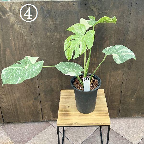 観葉植物：斑入りモンステラ*5号 プラポット 現品選べます モンステラ