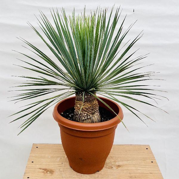 おしゃれ 観葉植物：ユッカ ロストラータ*10号 Yucca rostrata 茶プラ