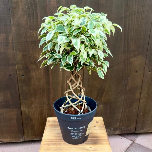 おしゃれ 観葉植物 選べる鉢カバー：フィカス ベンジャミン 斑入り