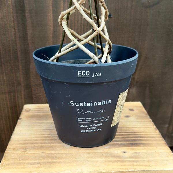 おしゃれ 観葉植物 選べる鉢カバー:フィカス ベンジャミン おしゃれ 観葉植物 選べる鉢カバー:フィカス ベンジャミン