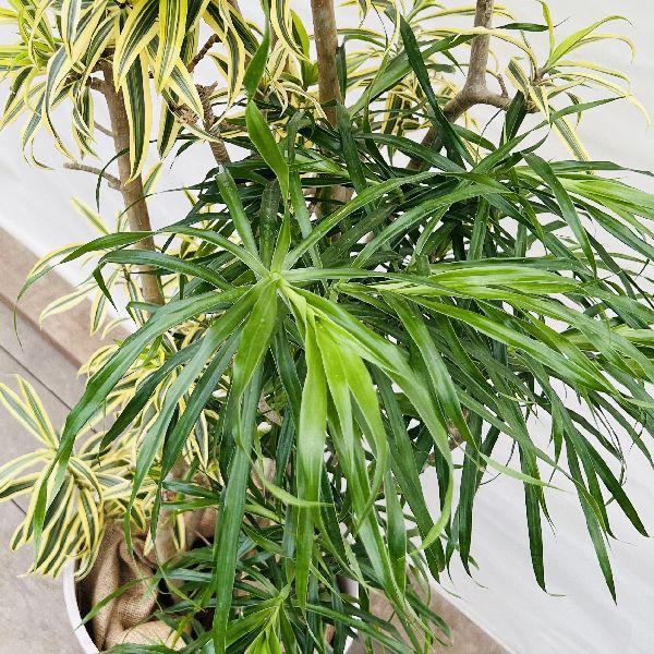 おしゃれ 観葉植物：ドラセナ 寄せ植え*鉢カバー 麻布 現品限り 2箱で