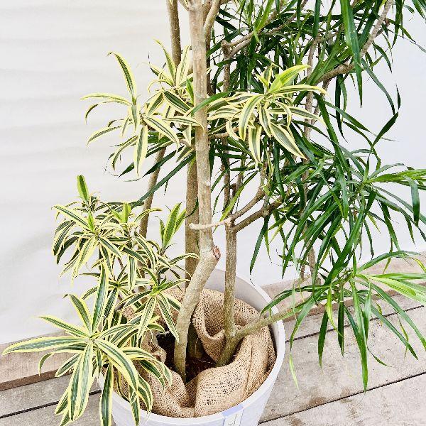 おしゃれ 観葉植物：ドラセナ 寄せ植え*鉢カバー 麻布 現品限り 2箱で