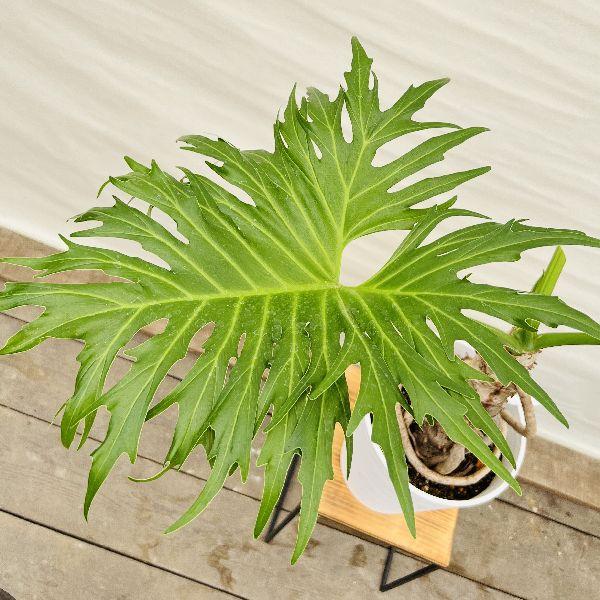おしゃれ 観葉植物：フィロデンドロン セローム セラアート 10号*大型