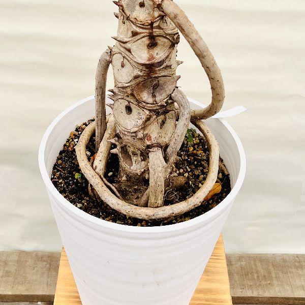 おしゃれ　観葉植物：フィロデンドロン  セローム セラアート 10号*大型佐川便配送｜y-bonsai｜03