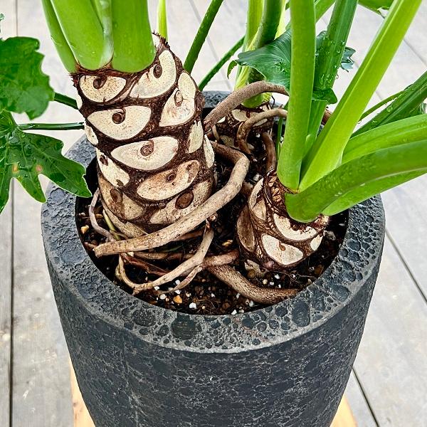 お値引きしました！【大型観葉植物】ガーデンセローム