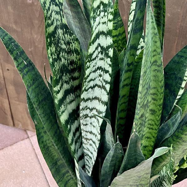 おしゃれ 観葉植物：サンスベリア ゼラニカ 鉢カバー*サンセベリア