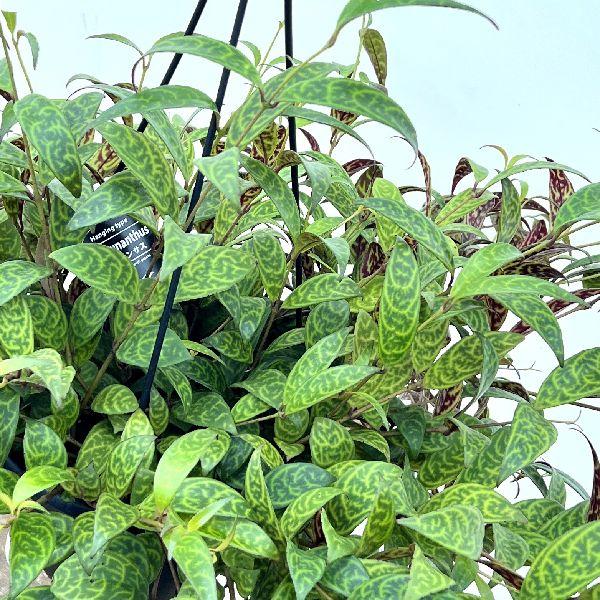 エキスナンサスマルモラタス おしゃれ 観葉植物：エスキナンサス マルモラタス*7号 : 遊恵盆栽