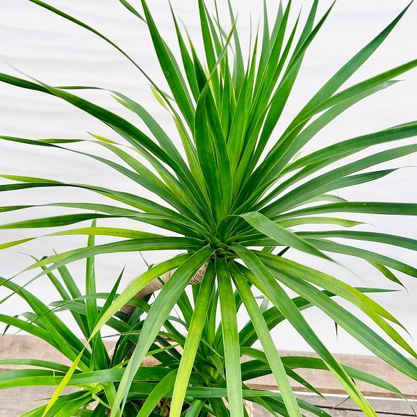おしゃれ 観葉植物：ドラセナ カンボジアーナ*鉢カバー 大型佐川急便 2